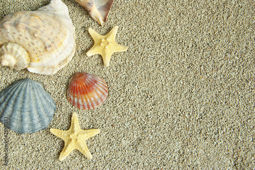 starfish and shells