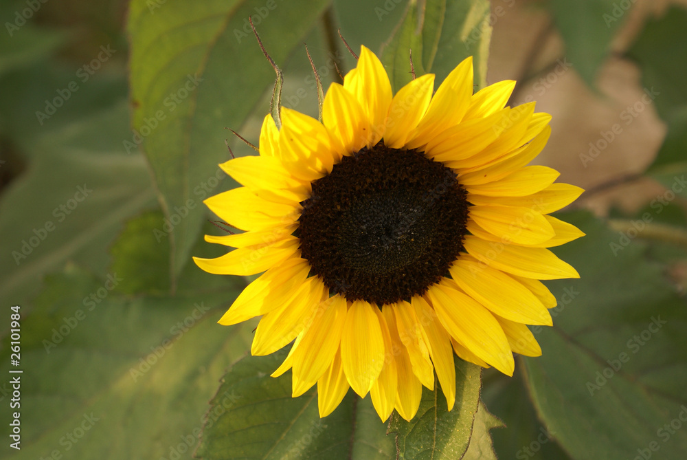 Fototapeta premium Sonnenblume
