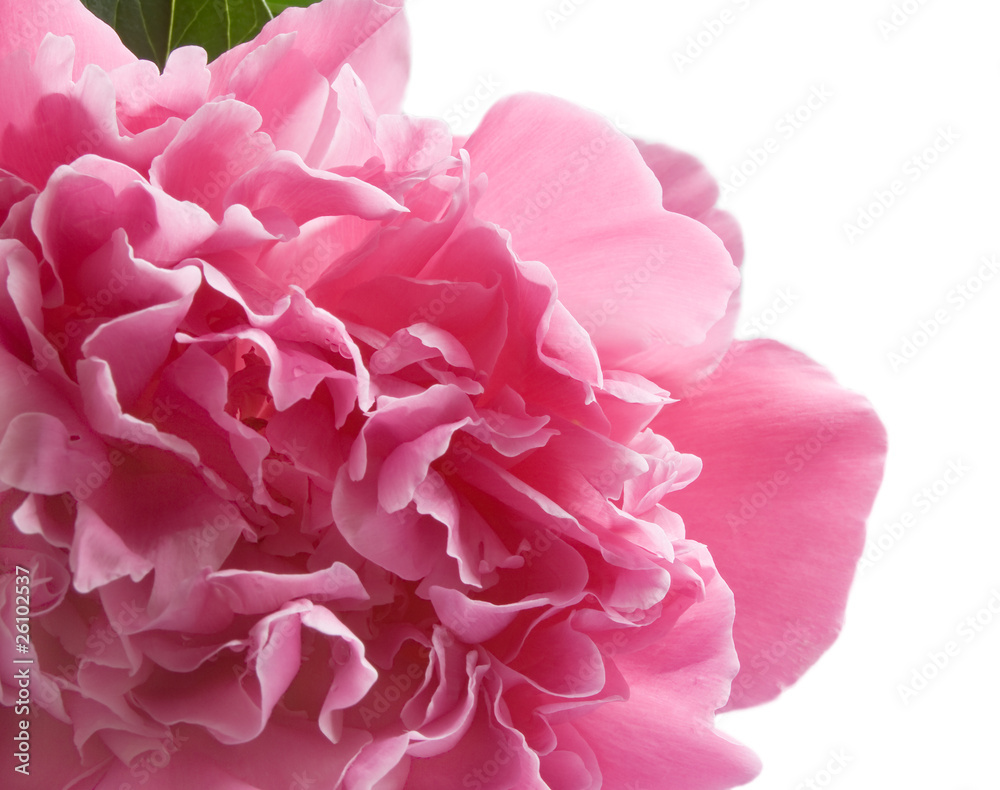 Fototapeta premium pink peony