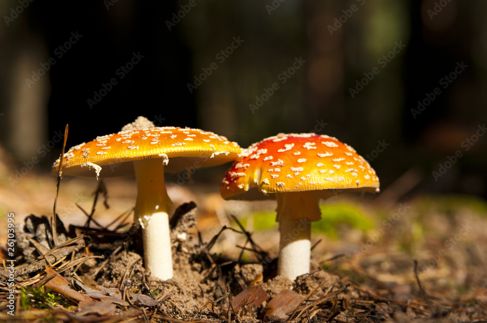 Fototapeta premium mushroom
