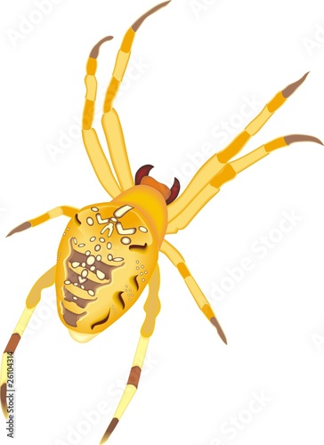 cross spider