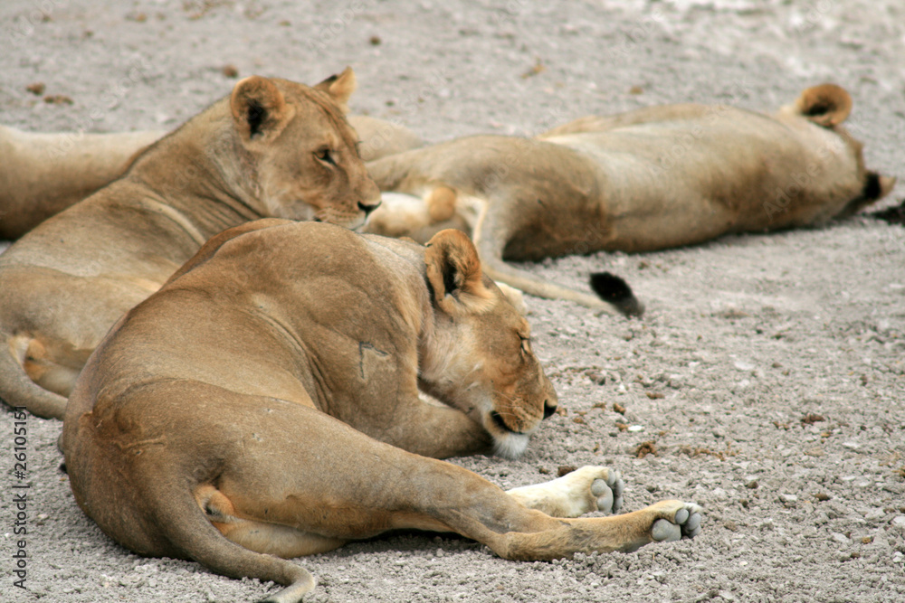 Fototapeta premium Repos des lions
