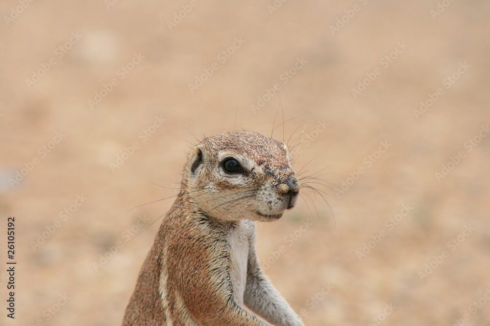 Ecureuil terrestre de Namibie Ecureuil terrestre de Namibie