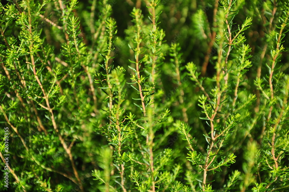 Herbe Herbe
