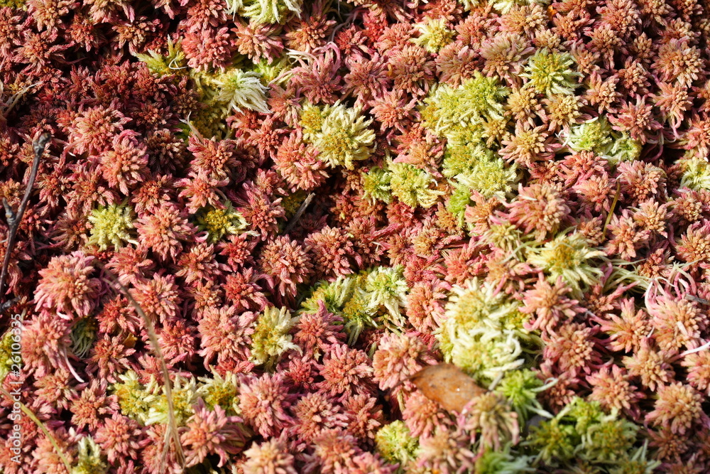 Sphagnum spec. | peat moss | Torfmoos Sphagnum spec. | peat moss | Torfmoos