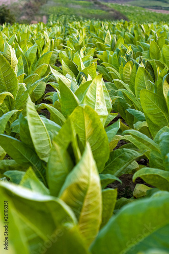 Tobacco plants