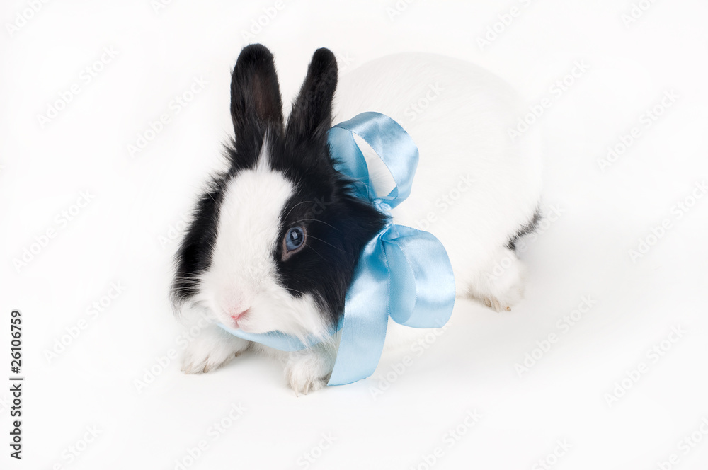 Fototapeta premium rabbit with blue ribbon isolated