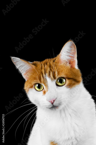 cute red and white cat on black background
