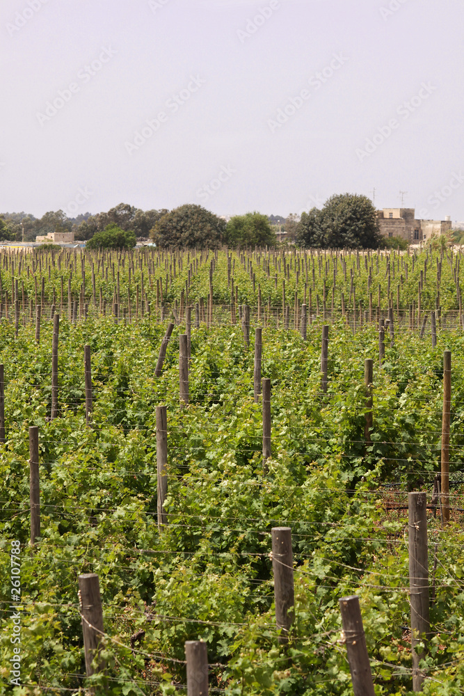 Vineyard in Malta