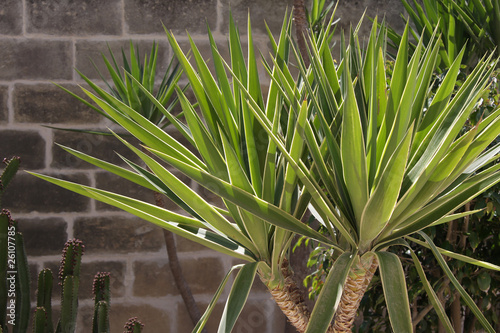 Yucca palm photo
