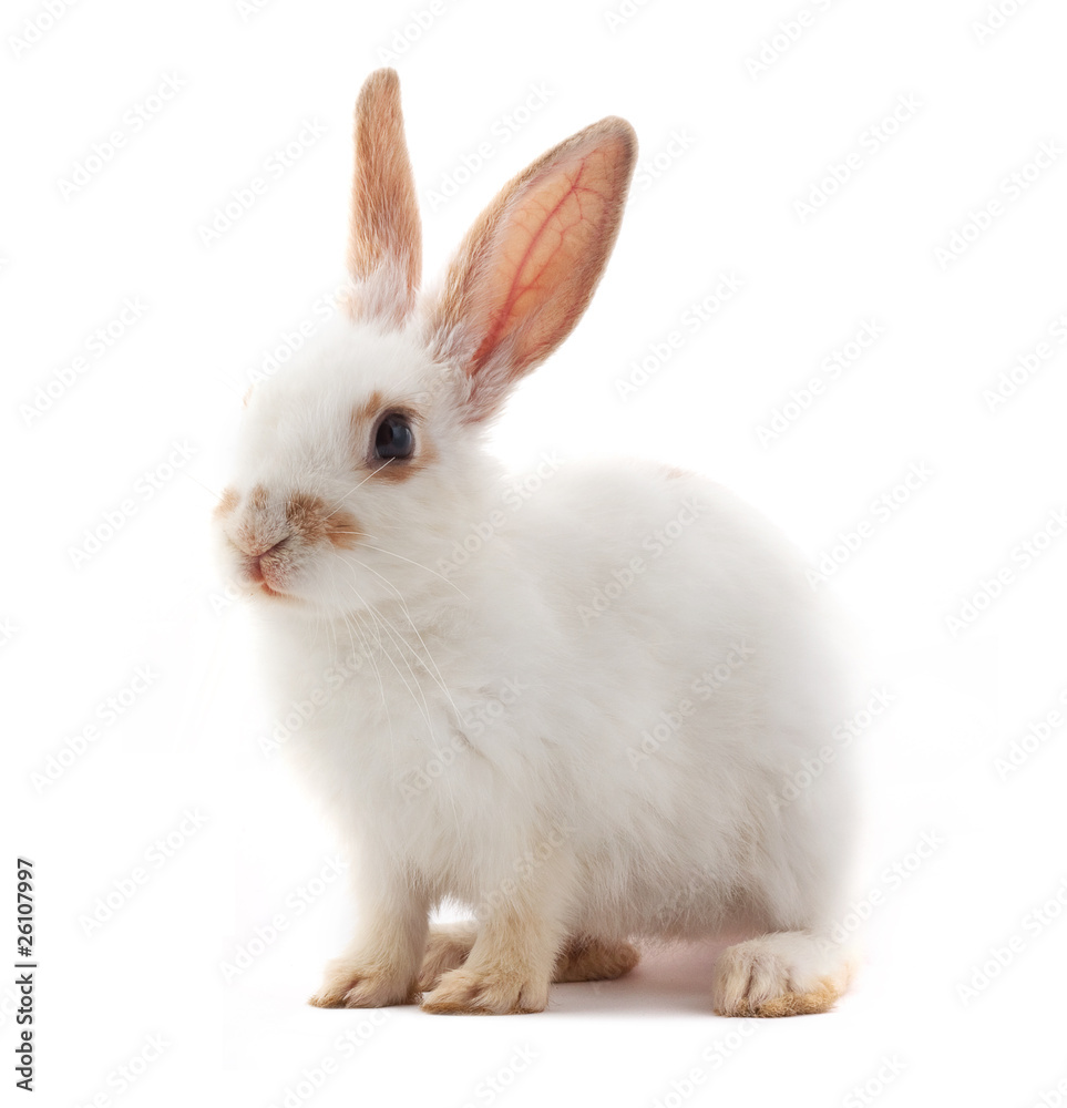 White small rabbit White small rabbit