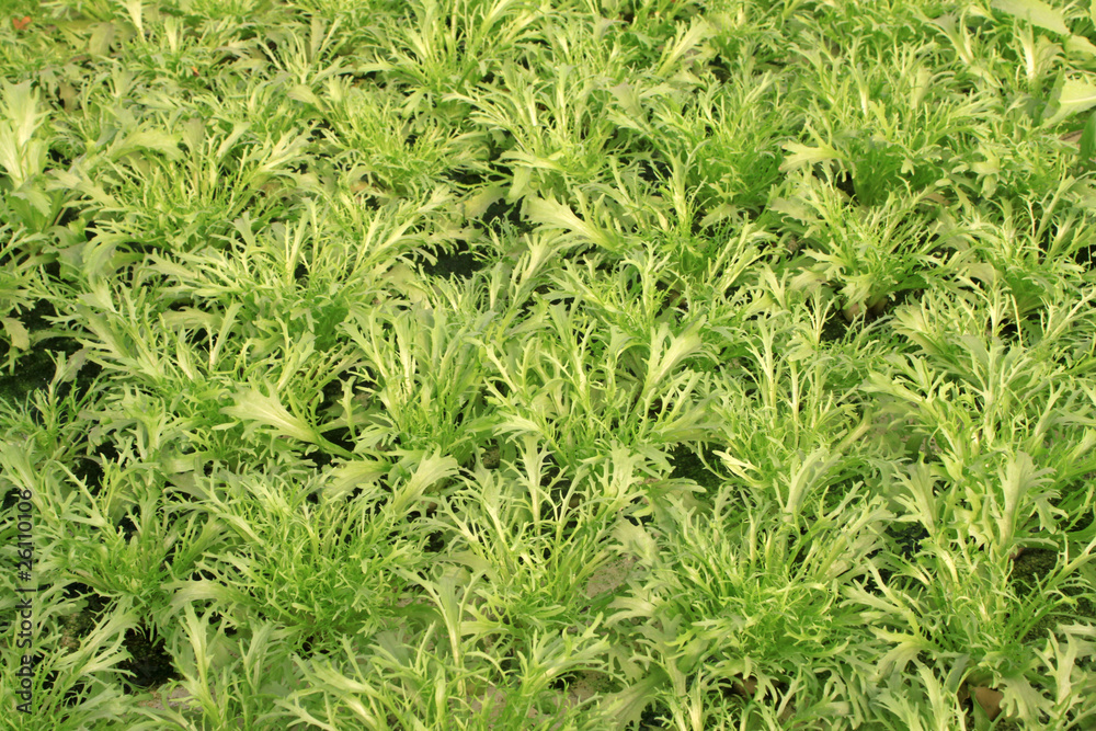 Obraz premium sonchus oleraceus