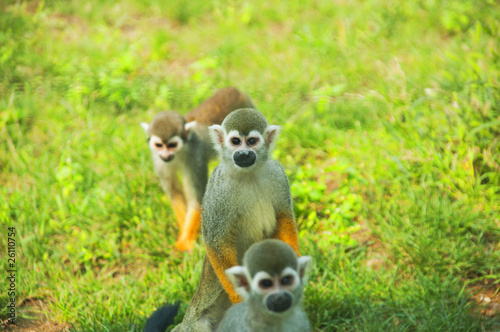 Macaques © papa1266