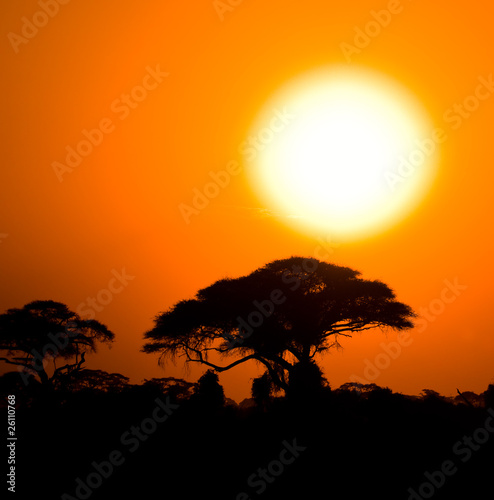 african sunset in savannah © javarman