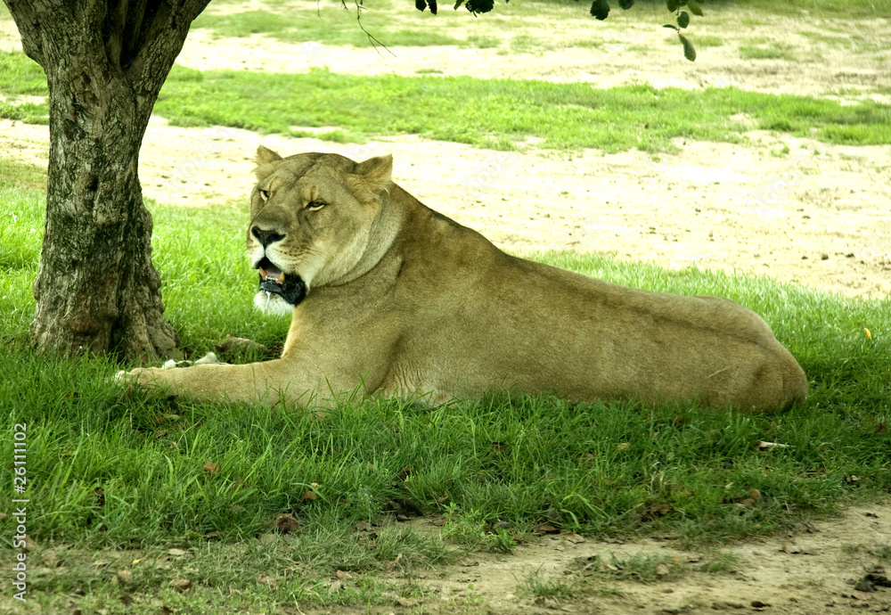 Fototapeta premium Laying Lioness