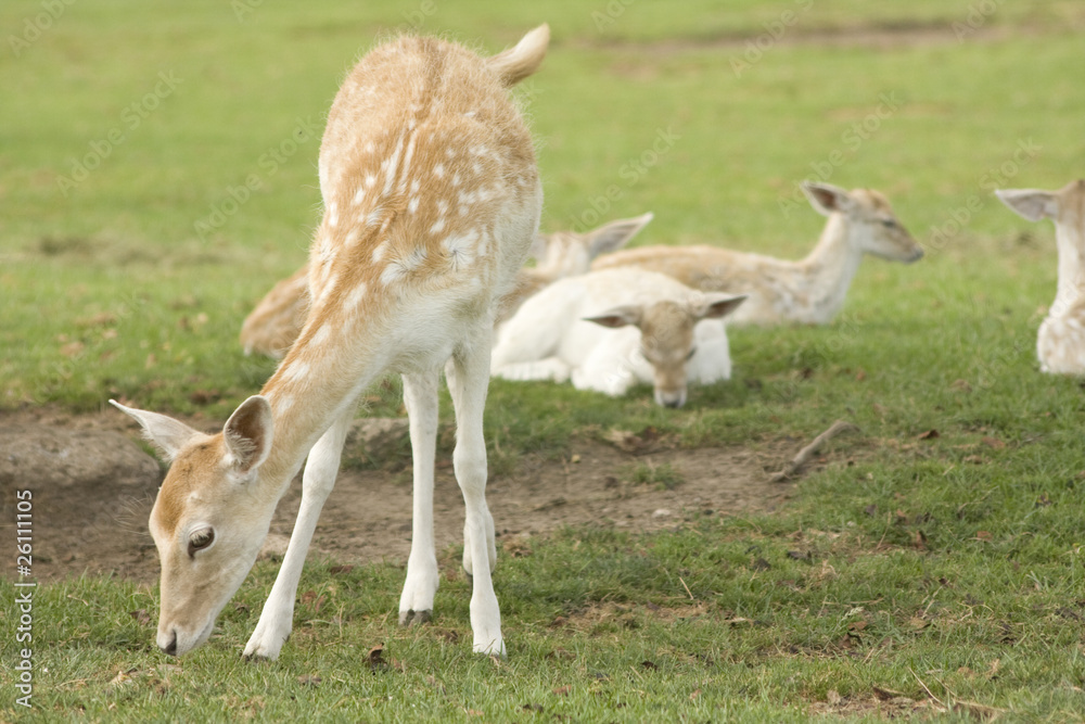 Grazing Deer Grazing Deer