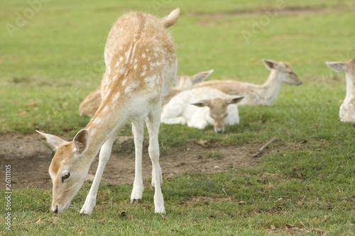 Grazing Deer