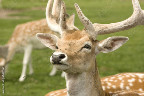 Deer in Field