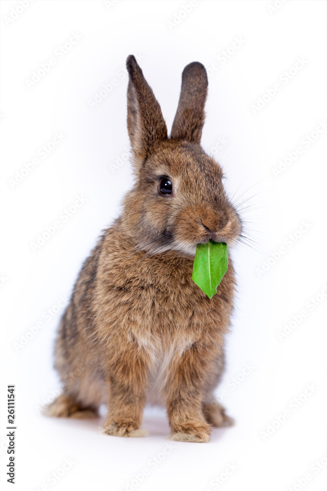 Obraz premium Cute little bunny