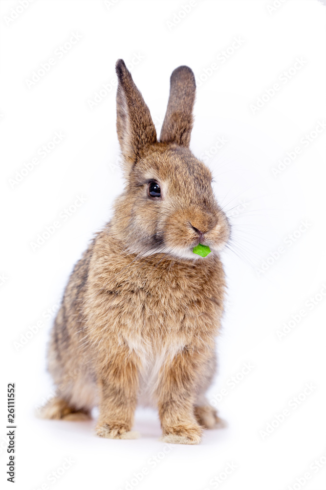 Obraz premium Cute little bunny