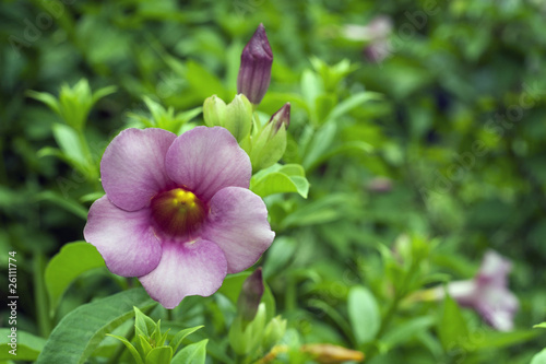 Allamanda Flowers