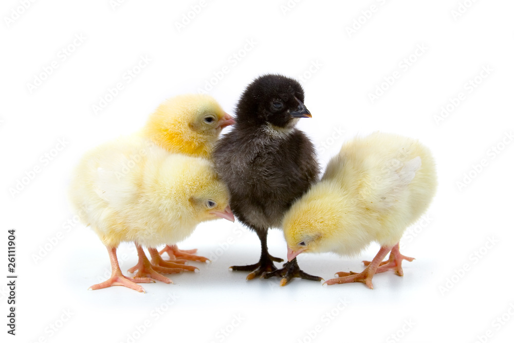 Obraz premium Yellow chickens