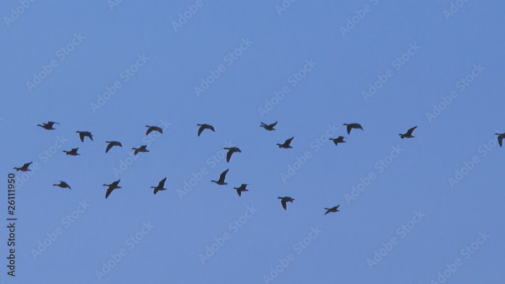 geese on sky
