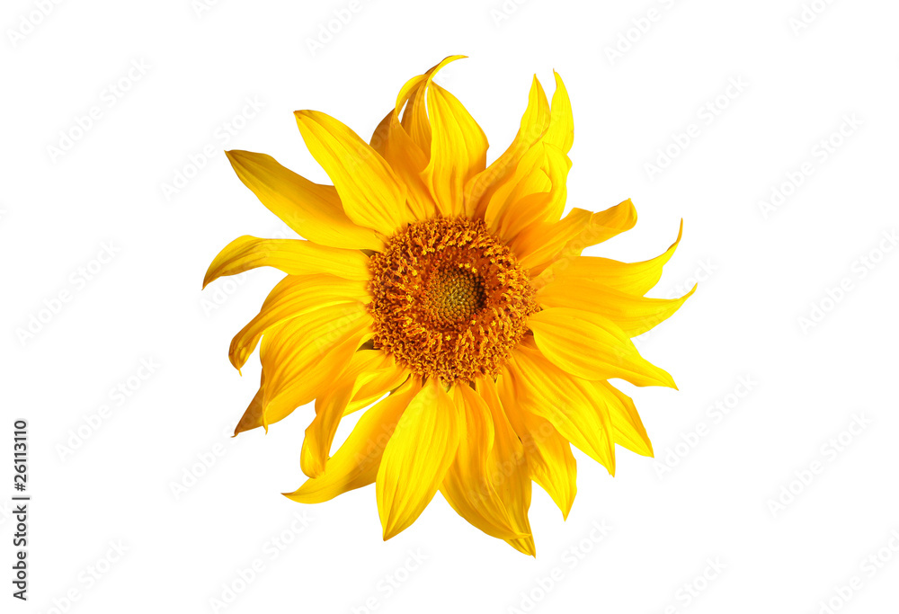 Naklejka premium sunflower isolated