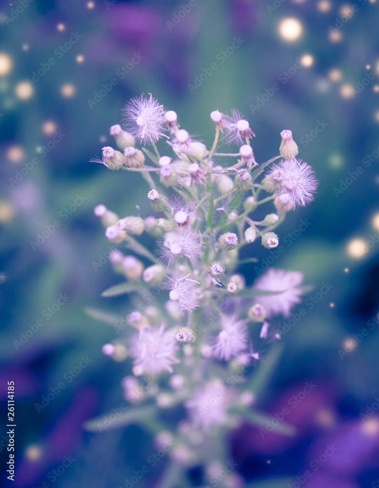 Naklejka premium winter flowers