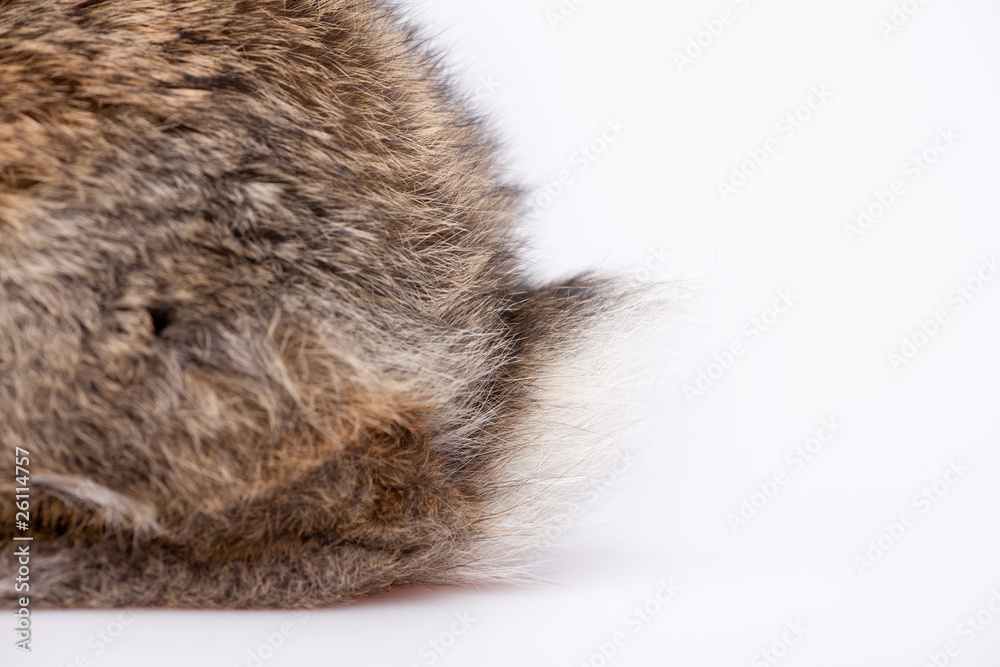 Obraz premium Cute little bunny