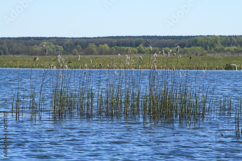 Sunny lake