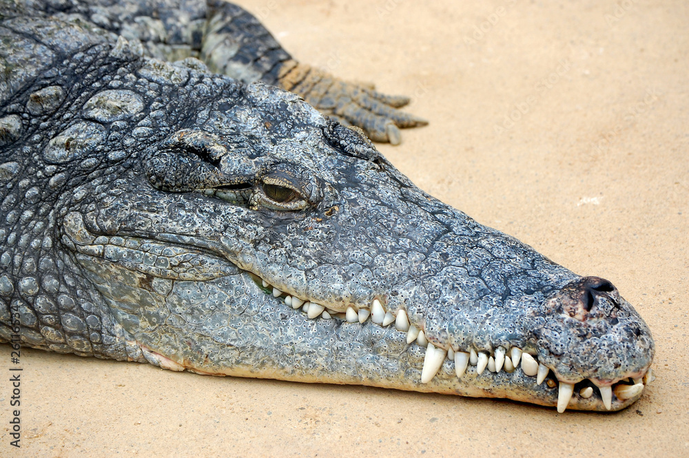 Obraz premium Crocodile