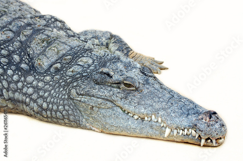 Crocodile at white background