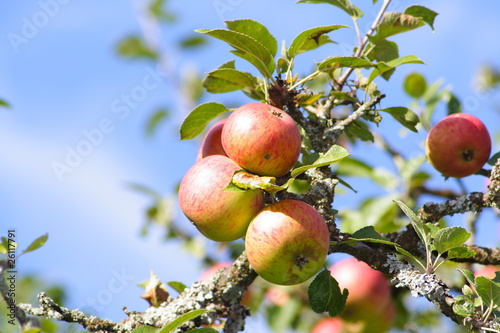 Zweig von einem Apfelbaum