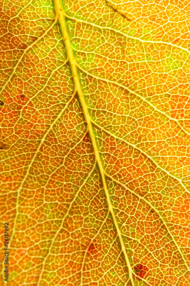 Obraz premium detail of an autumn leaf (pear tree)