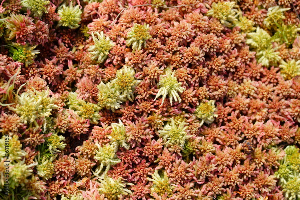 Sphagnum spec. | peat moss | Torfmoos Sphagnum spec. | peat moss | Torfmoos