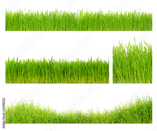 Fototapeta Naklejka Na Ścianę i Meble -  Different  grass