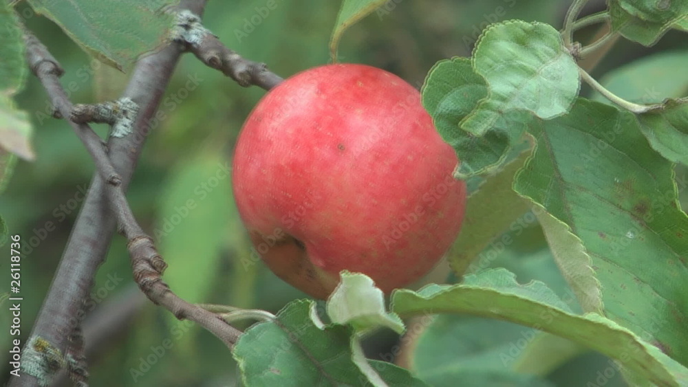 HD 1920x1080 close up shot of red apple on apple-tree. HD 1920x1080 close up shot of red apple on apple-tree.