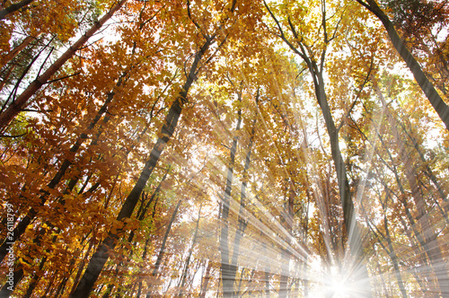 autumn forest © Alekss