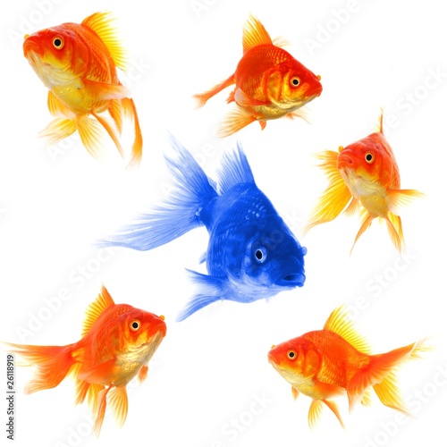 individual goldfish