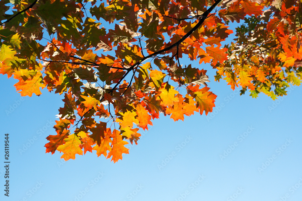 Maple tree in autumn forest