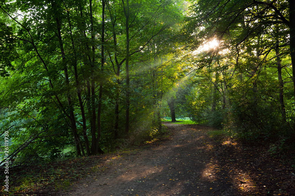 Obraz premium Wald am Morgen