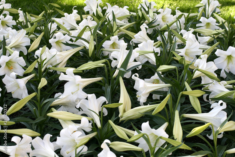 Obraz premium Eastern lily