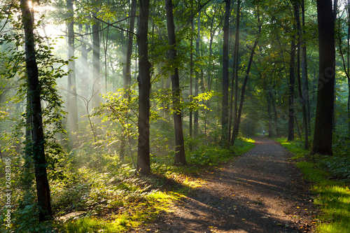 Wald am Morgen © MarcelS