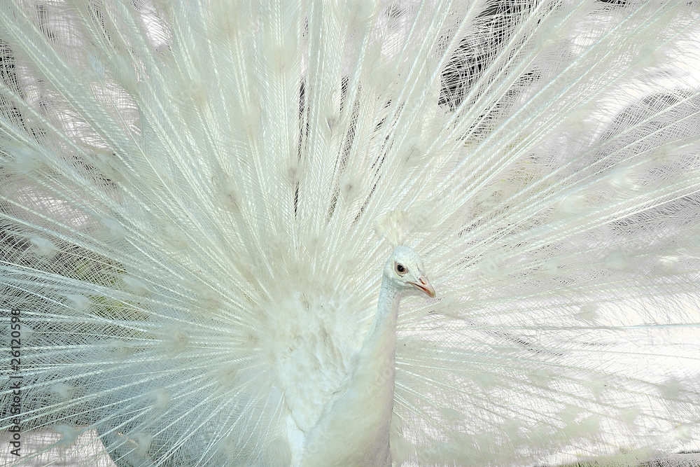 Pavo real albino foto de Stock
