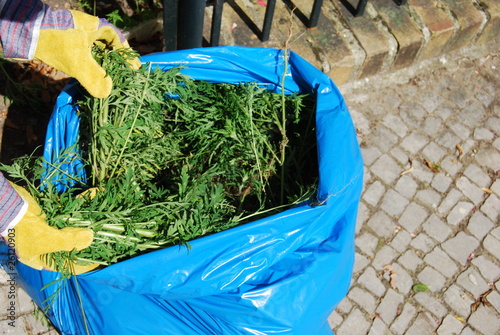 Ambrosia mit Arbeitshandschuhen in einen blauen Müllsack