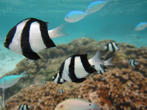 グアム イパオビーチの熱帯魚