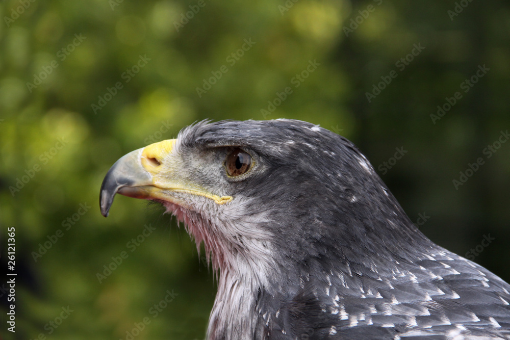 Raubvogel Raubvogel
