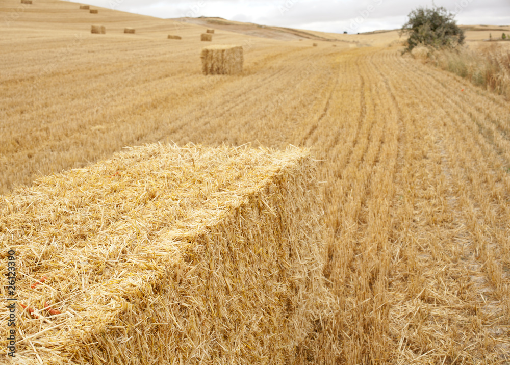 Fototapeta premium Campo con balle di fieno