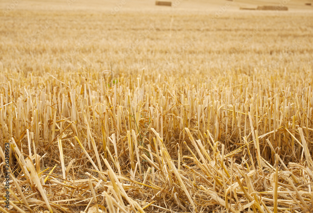 Fototapeta premium Campo dopo la mietitura